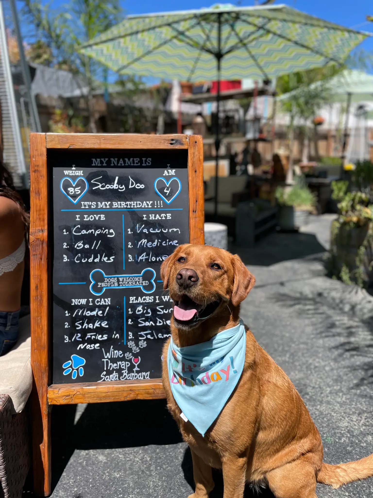 Scooby Doo the golden Lab in a birthday bandana beside his personalized chalkboard on the Wine Therapy patio at Unbearable Skee Lodge